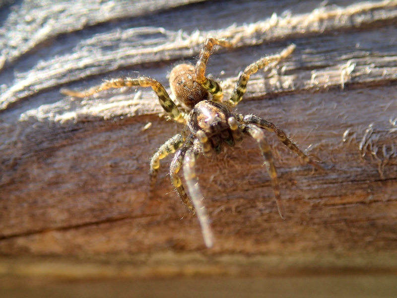 Arctosa sp. - Villorba (TV)